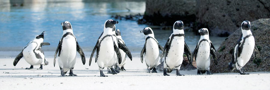 Penguins at Boulders Beach