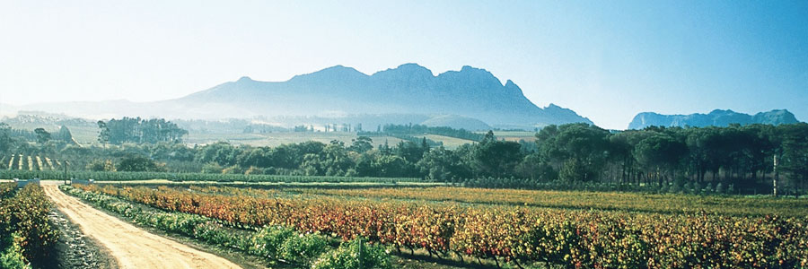 The Cape Winelands