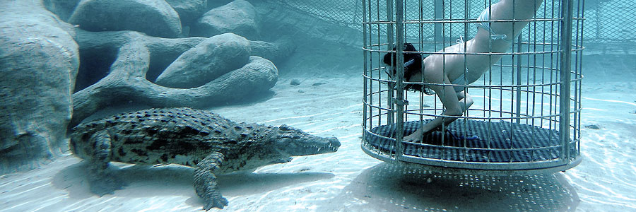 Crocodile cage diving