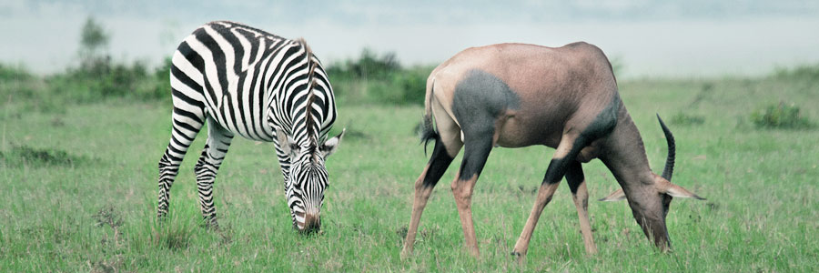 Pilanesberg National Park