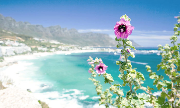 Wildflowers