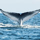 Hermanus