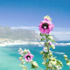 Wildflowers