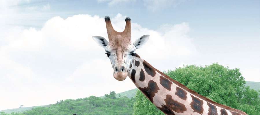 Safari в Kruger Parkе