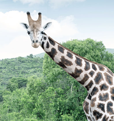 Kruger Park