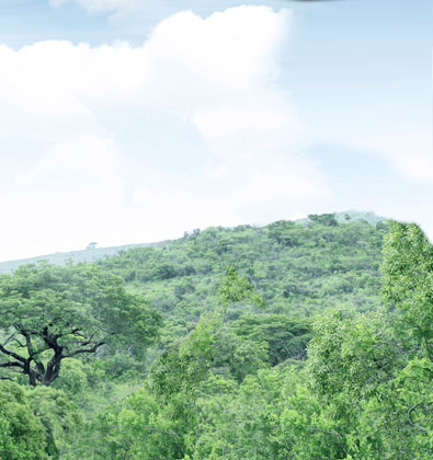 Kruger Park